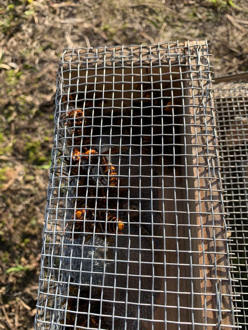 スズメバチ捕獲器　2個