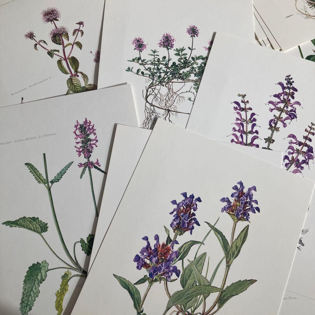 L938洋書古書1957年ドイツ発行美しい植物画プレートが168枚入った植物図鑑