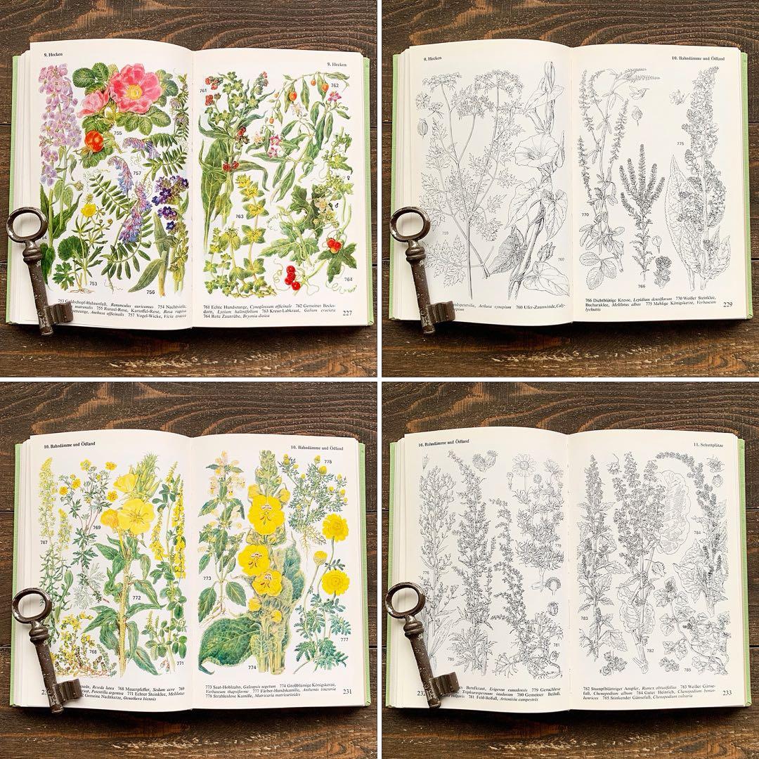 [沢山の植物画]ドイツの古い植物図鑑(1971年)/ボタニカルアート 植物画 /