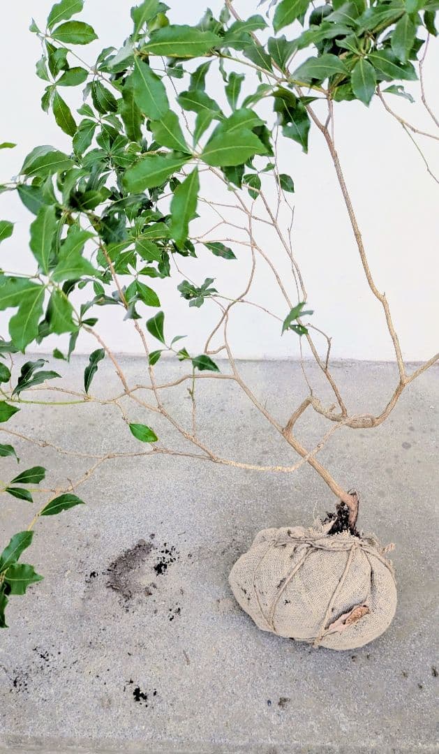 土日特価！洗練。。山採りアセビ。