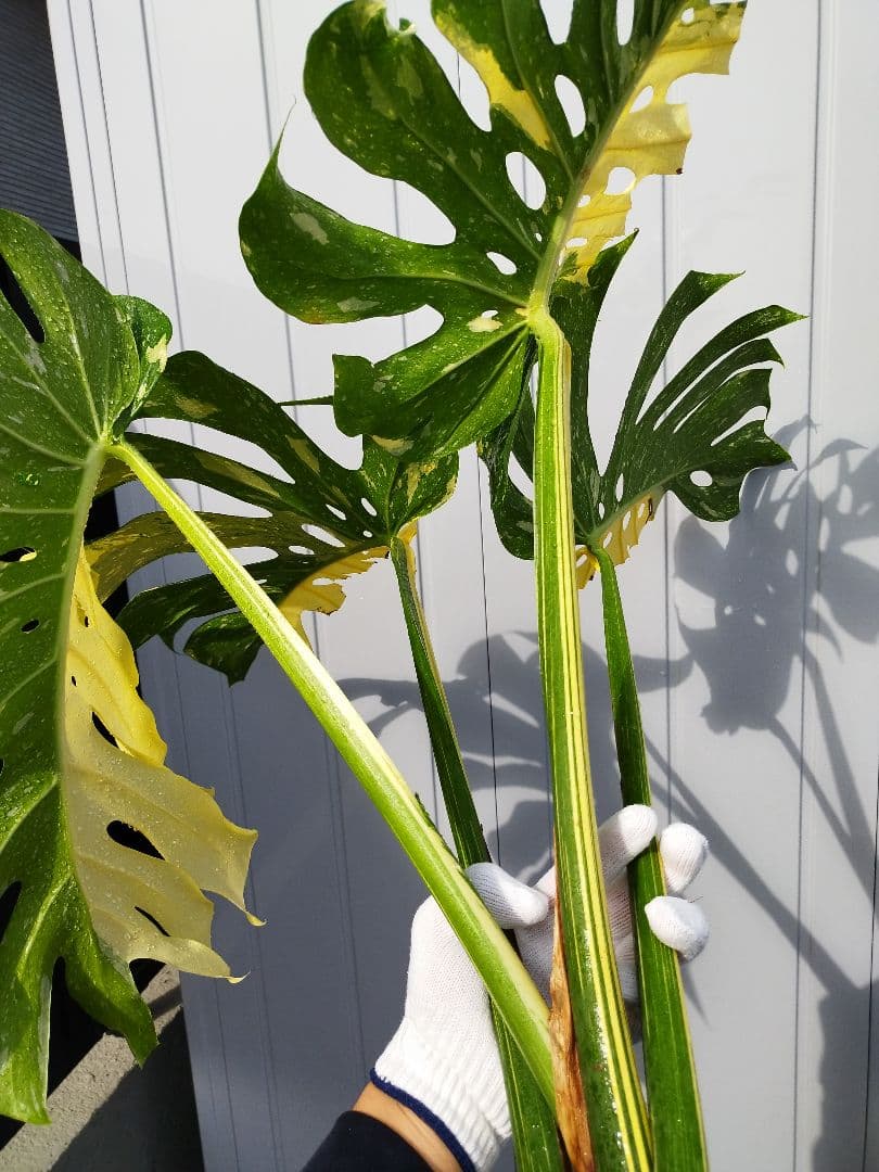 斑入りモンステラC7 クリームブリュレデリシオーサ　カット発根済み