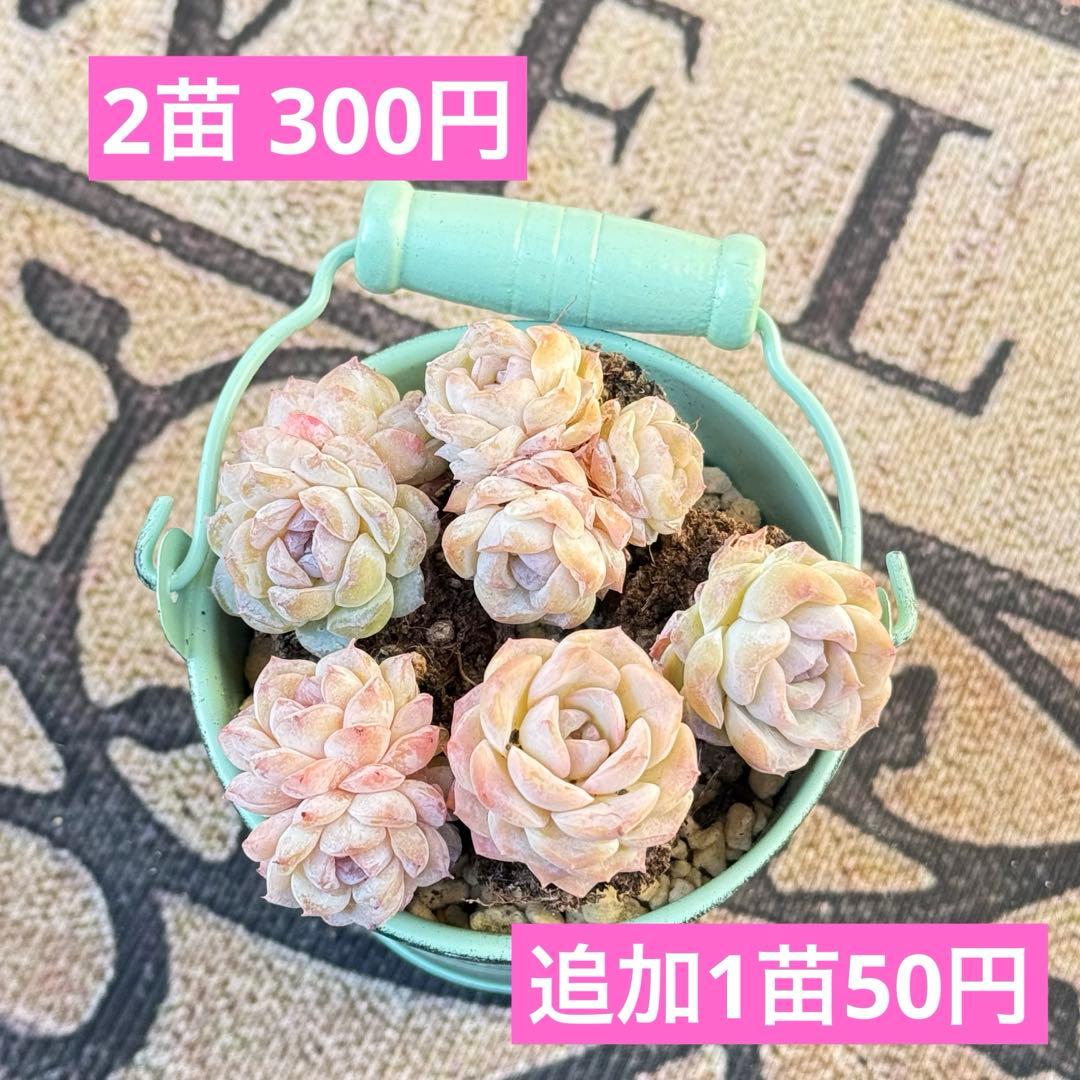 ꕤ多肉植物ꕤ エケベリア ꕤ  face 2苗