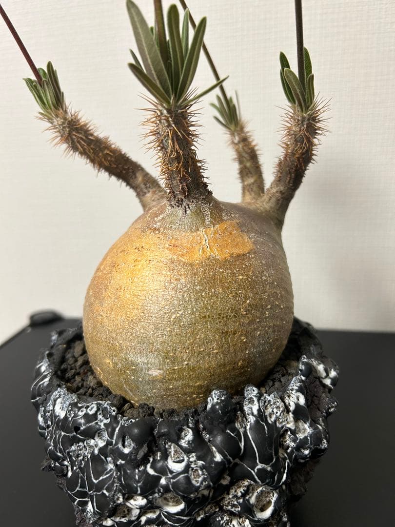 GOATゴジラ鉢　グラキリス　パキプス　コレクション株