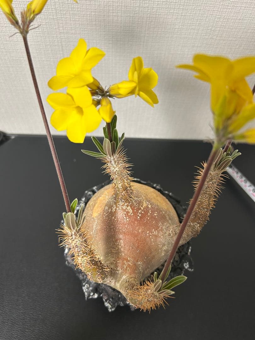 GOATゴジラ鉢　グラキリス　パキプス　コレクション株