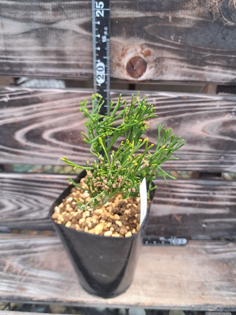 太平楽　シダ植物　松葉蘭　観葉植物　園芸　古典植物　珍奇植物　伝統　マツバラン