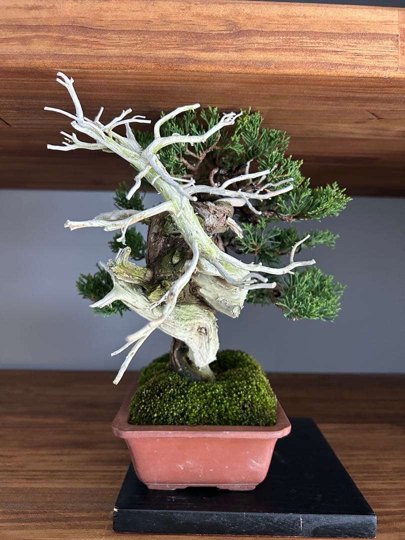 糸魚川真柏　盆栽　小品　神舎利　樹高20センチ