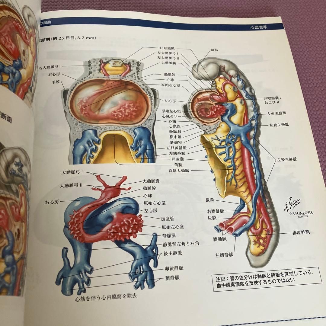 ネッター発生学アトラス