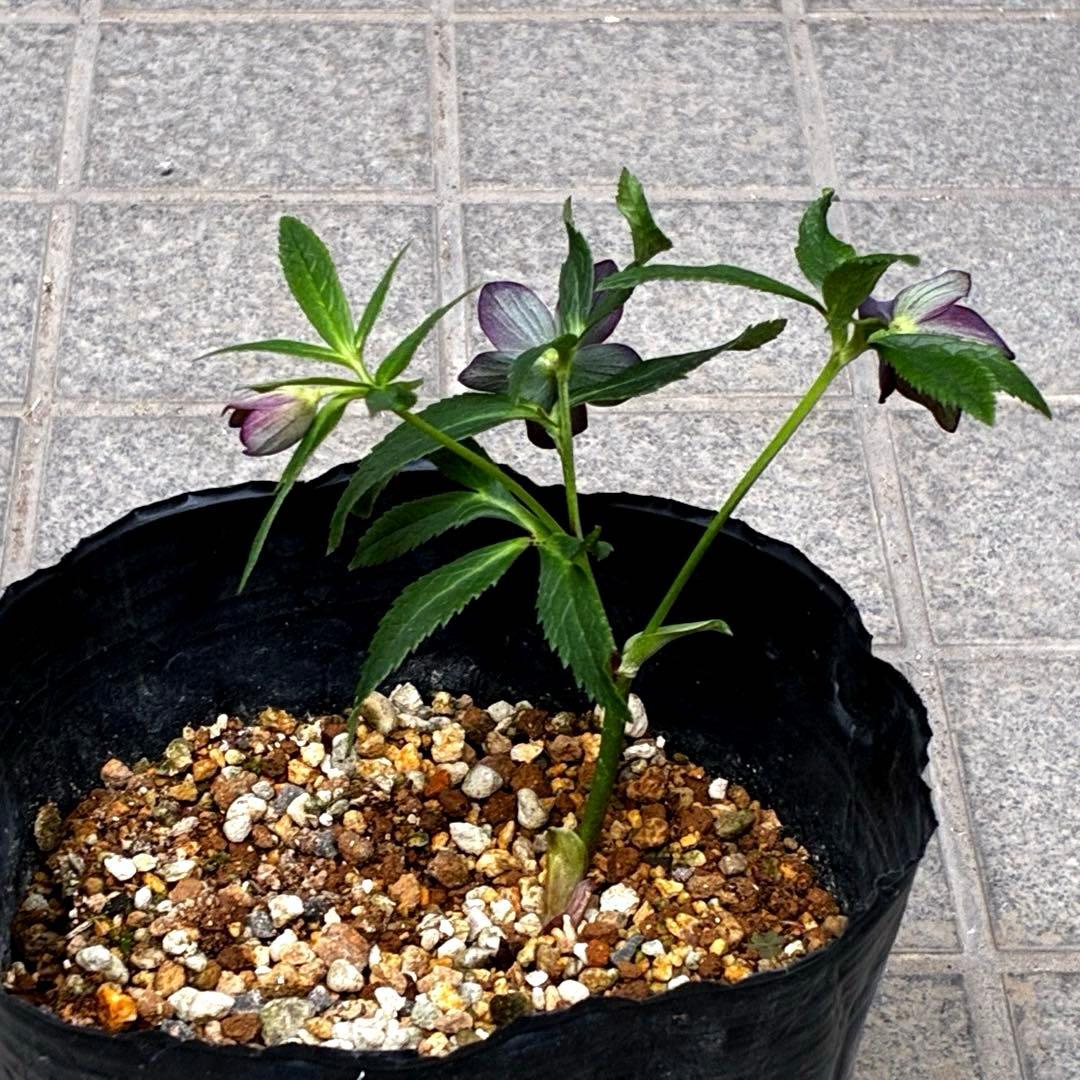 ☘️4年間管理☘️6号☘️原生地採取⭐️torquatus/multifidus⭐️超小輪