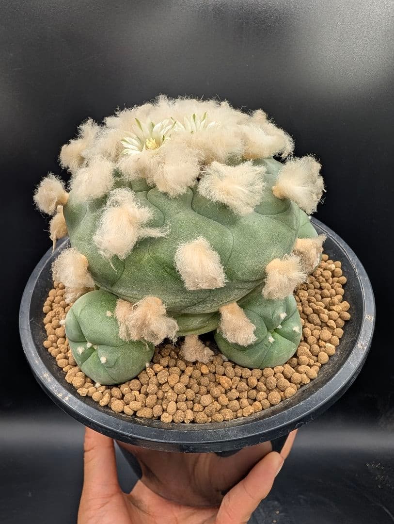 翠冠玉 鉢植えメルカリ便送料込み