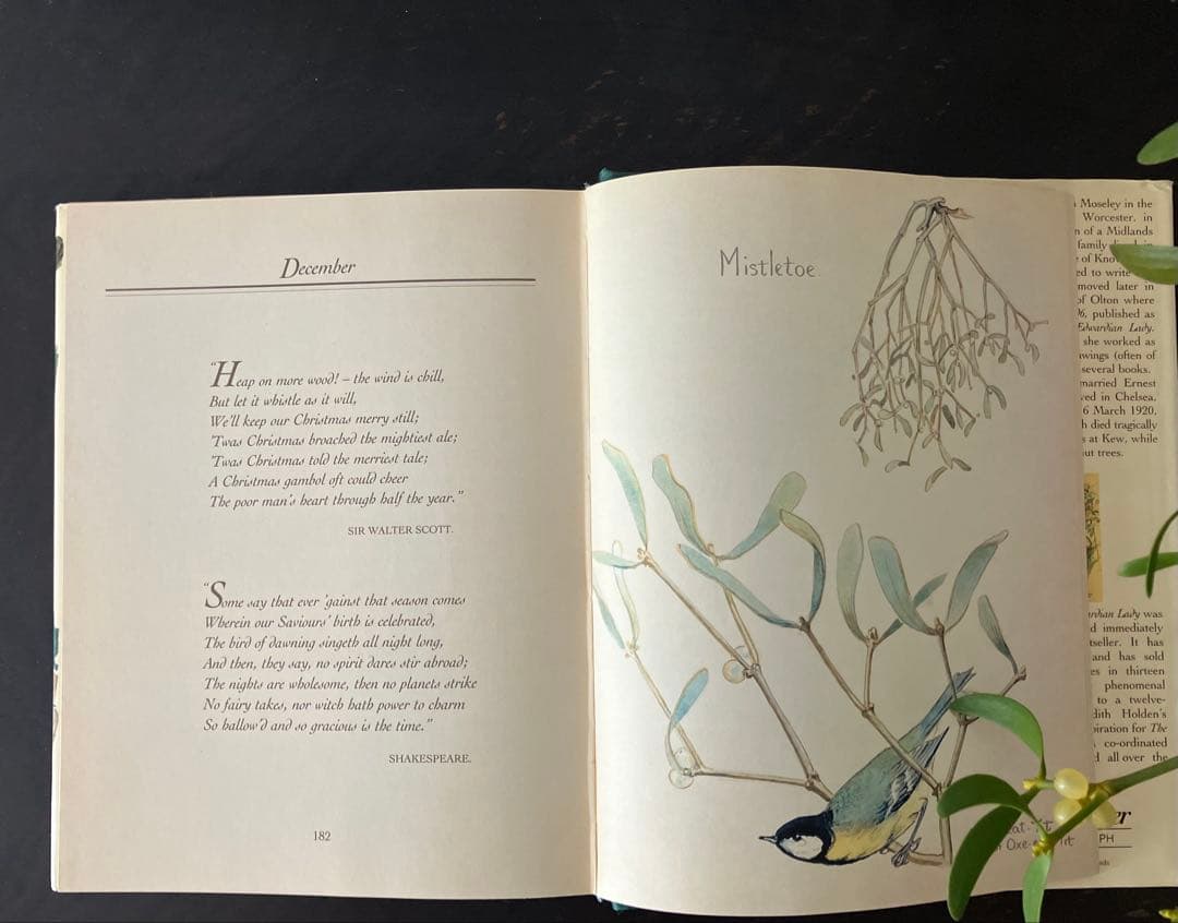 イギリスアンティーク古書The Nature Notesヤドリギ クリスマス装飾