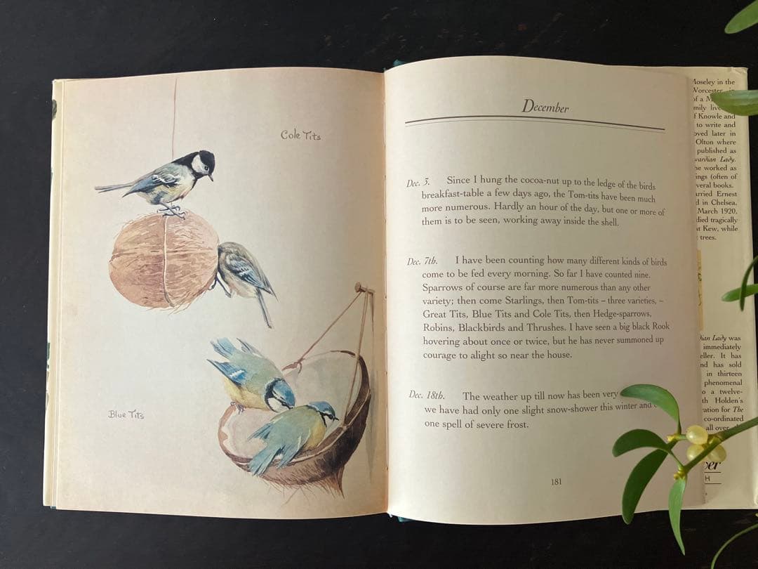 イギリスアンティーク古書The Nature Notesヤドリギ クリスマス装飾