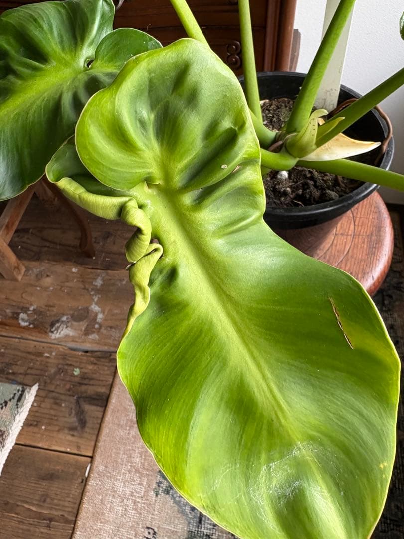 フィロデンドロン　ルゴサム　マハラジャ　6号鉢　②