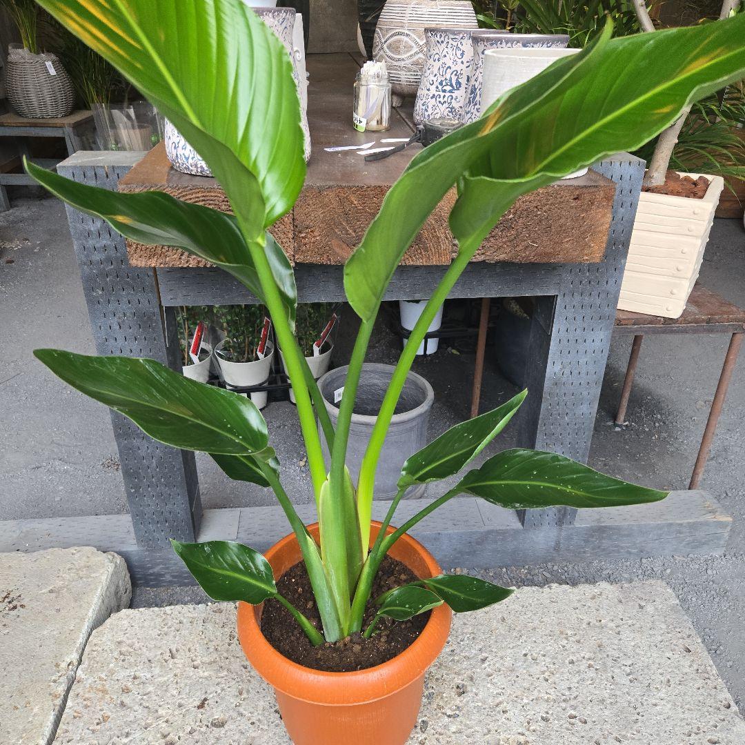 ④　ストレリチア　オーガスタ　8号特大苗木最高等級極上品‼️