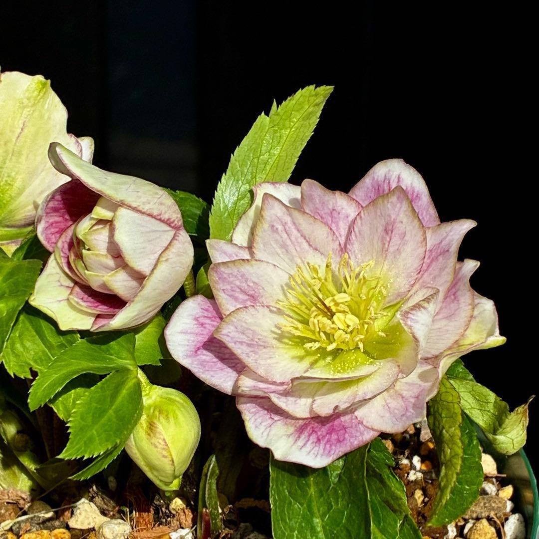 3860⭐️グリーンリップカラー⭐️ブーケ的フォルム⭐️超コンパクト⭐️曽田園芸⭐️