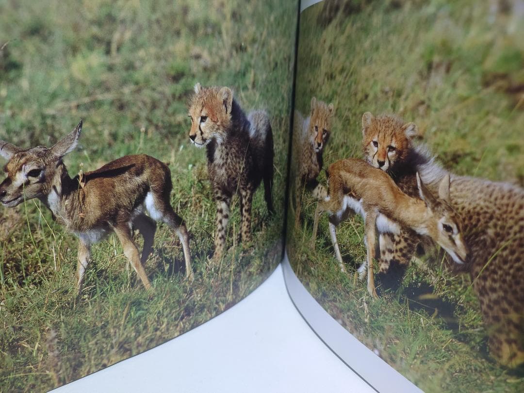 希少　写真集　サバンナに還る　清水靖彦
