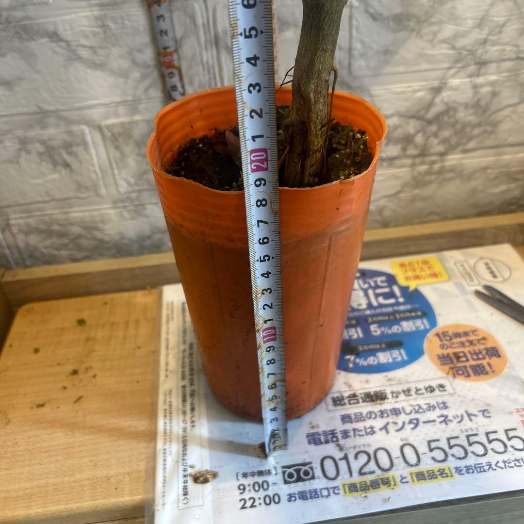みかん麗紅　PVP 希少 ポットごと発送5年生超大苗お値下げなし結実歴ありセール
