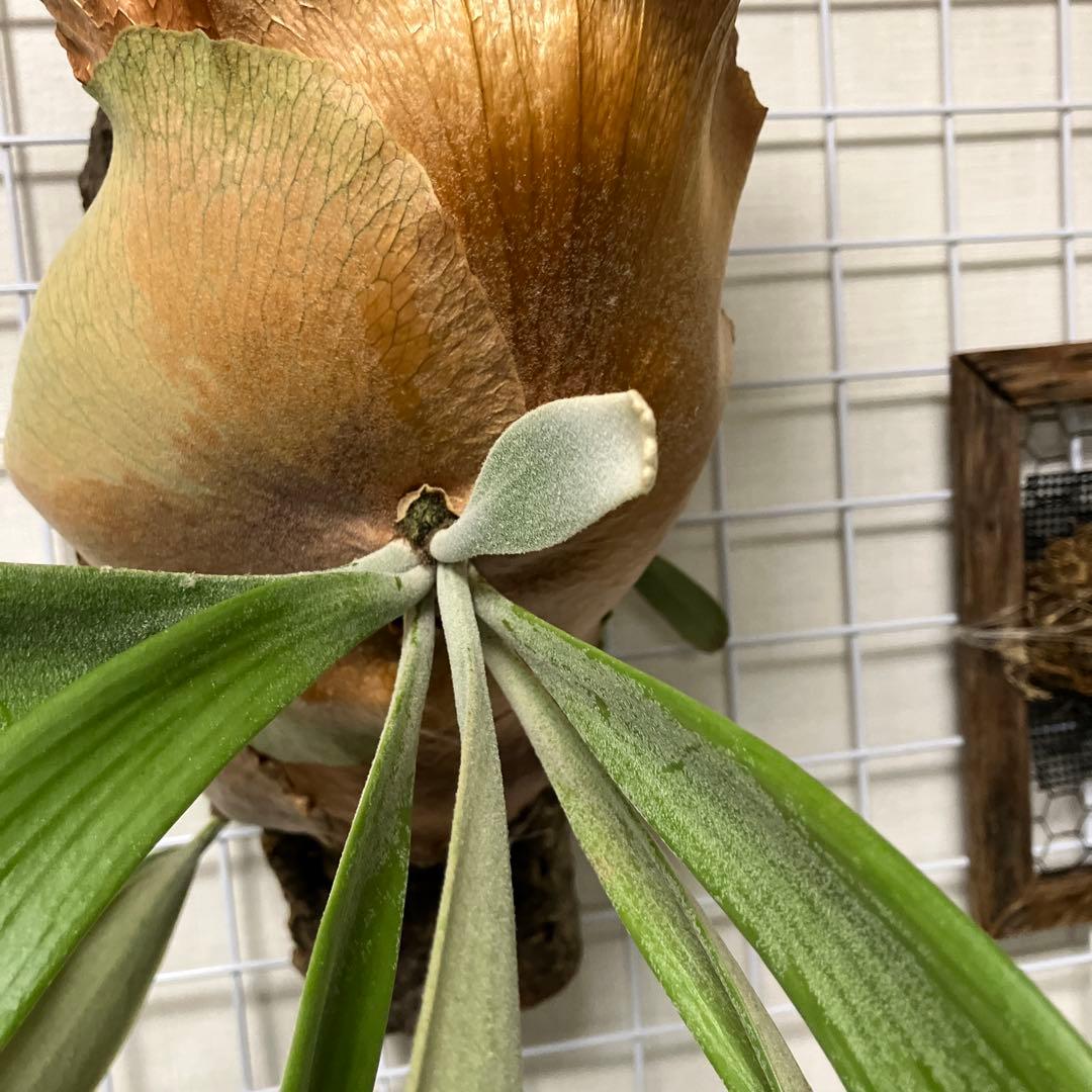 ビカクシダ　Platycerium willinckii 特大株 ウィリンキー