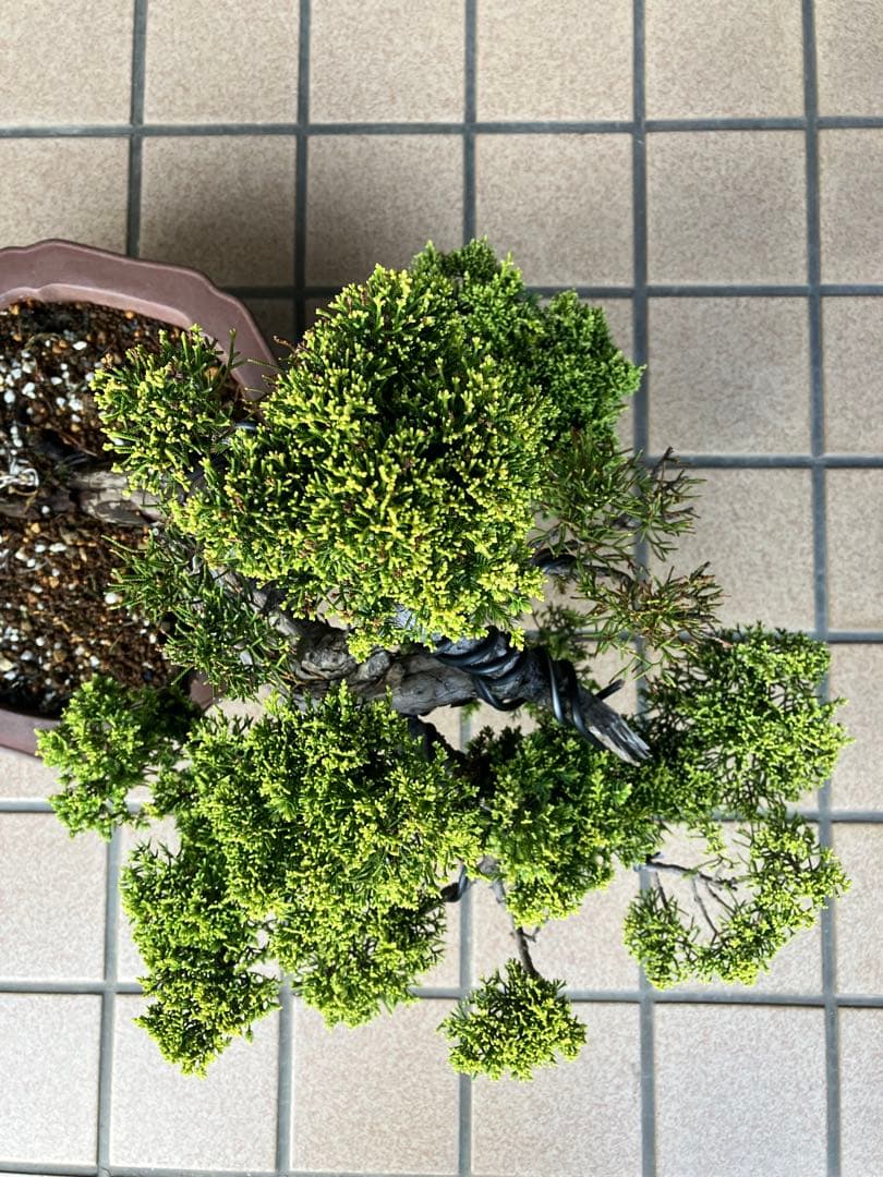 ★★★大品盆栽　黄金真柏　超極太　極上品　　★超大特価！早いもの勝ち★