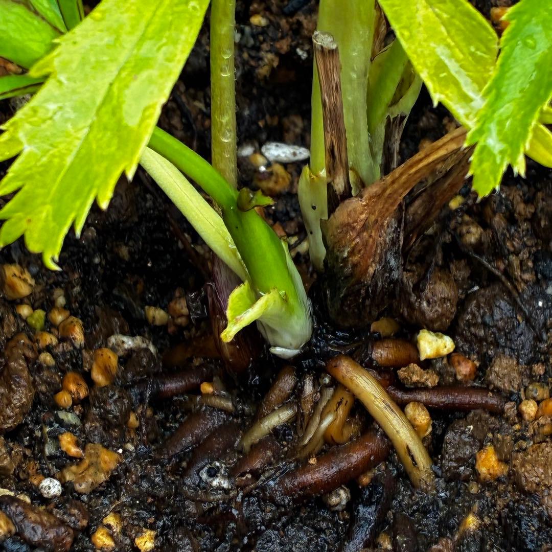 3887☘️1年間管理株☘️⭐️オーレアXボッコネイ⭐️芳香⭐️小輪⭐️大木ナーセリー⭐️