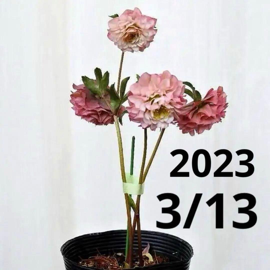 3893☘️ラスト☘️3年間管理株☘️超レア☘️⭐️バラの様な花弁展開⭐️超多弁⭐️吉田園芸⭐️