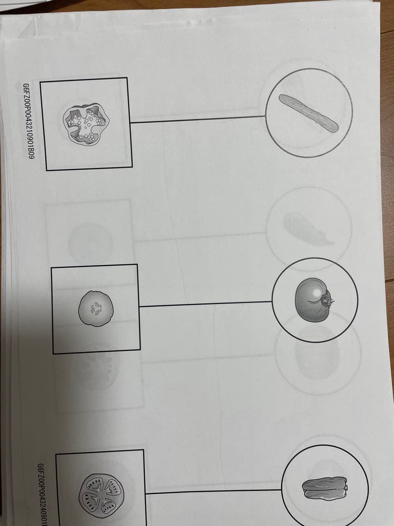洗足学園小学校　最新年度2024秋期志望校ゼミ フル8回　理英会