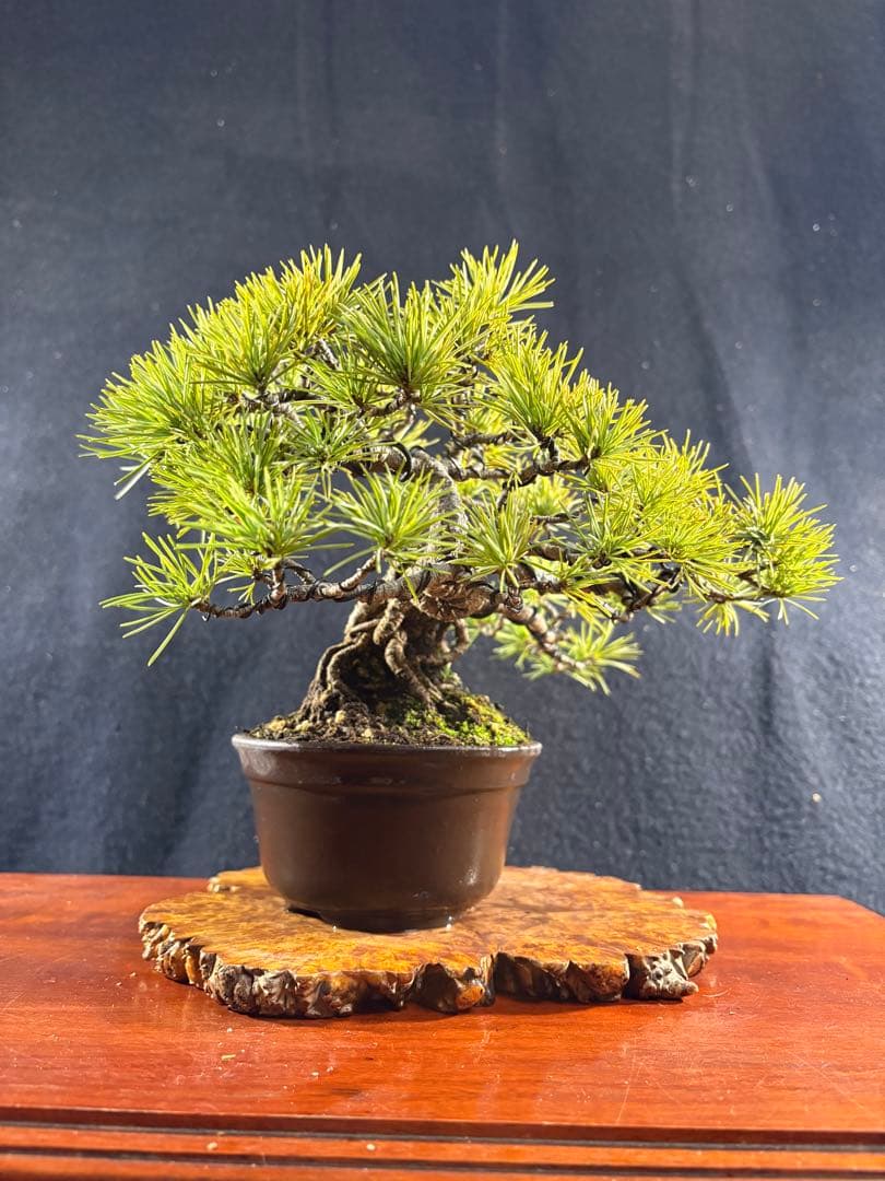 小品盆栽、赤石五葉松、懸崖模様木 目立った傷や汚れ無し