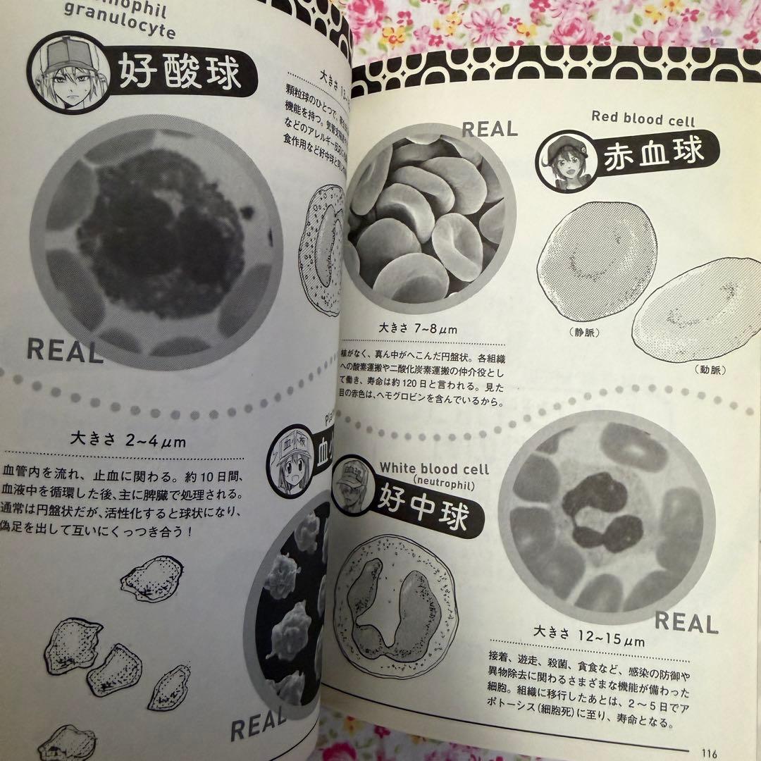 はたらく細胞 マッスル 小説 はたらく細菌 公式ファンブック 漫画 清水茜