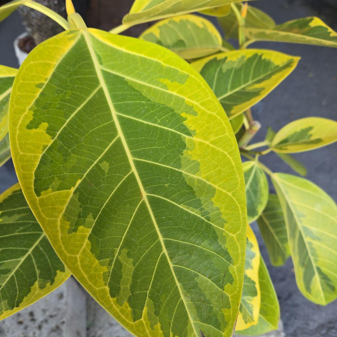 ⑥　フィカス　アルテシマ　曲がり仕立て８号　最高等級