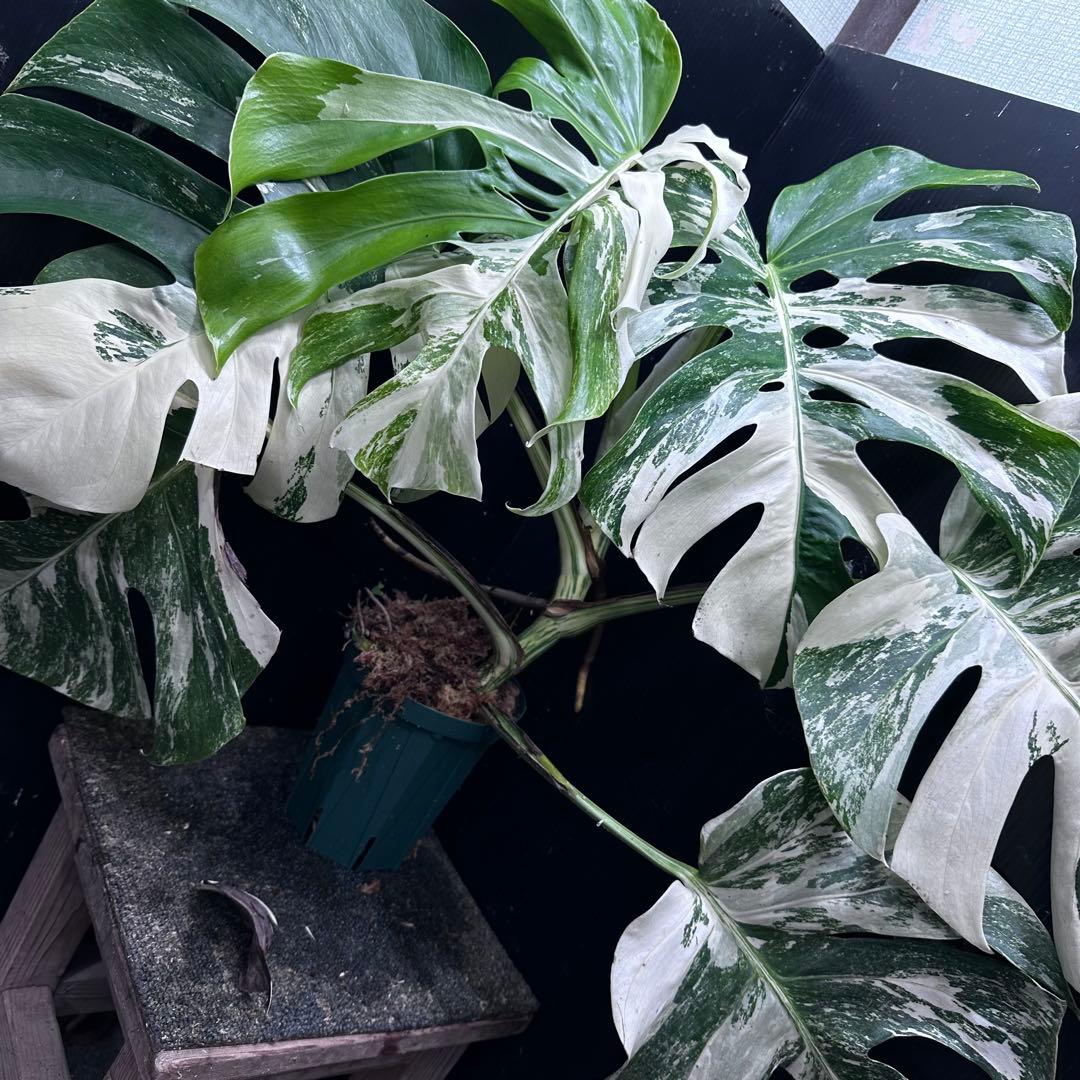 2*9様 斑入りモンステラ ホワイトタイガー極美大株56cm白斑多