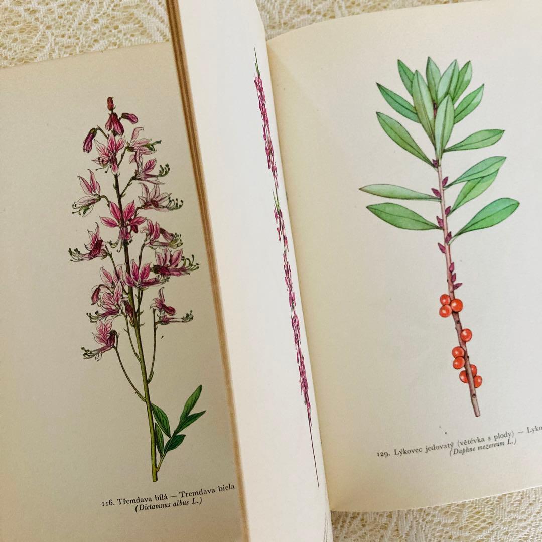 洋書　古書　美しいチェコの植物図鑑　野の花図鑑　優美な植物画273点♡