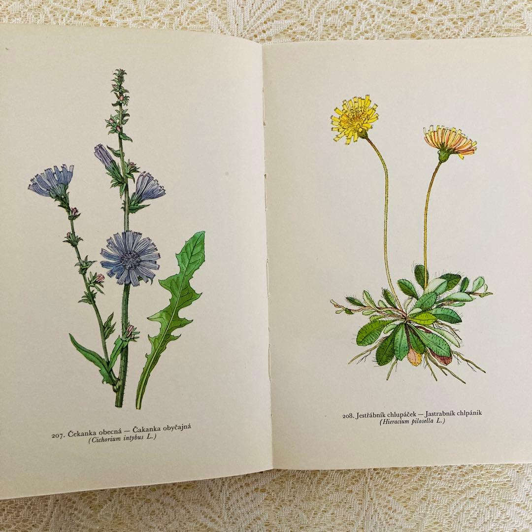 洋書　古書　美しいチェコの植物図鑑　野の花図鑑　優美な植物画273点♡