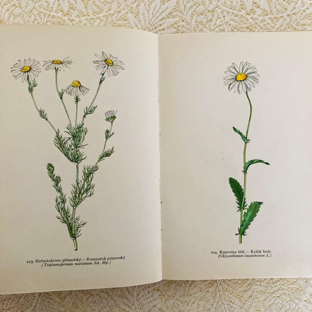 洋書　古書　美しいチェコの植物図鑑　野の花図鑑　優美な植物画273点♡