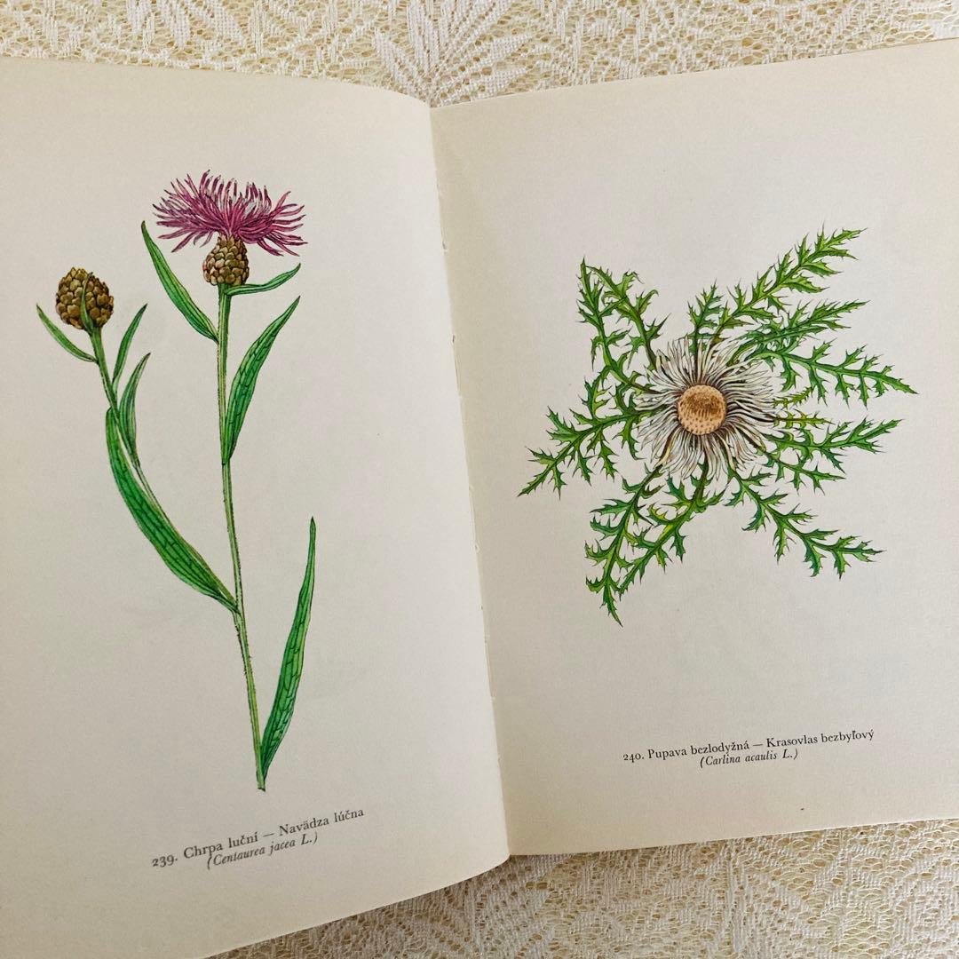 洋書　古書　美しいチェコの植物図鑑　野の花図鑑　優美な植物画273点♡