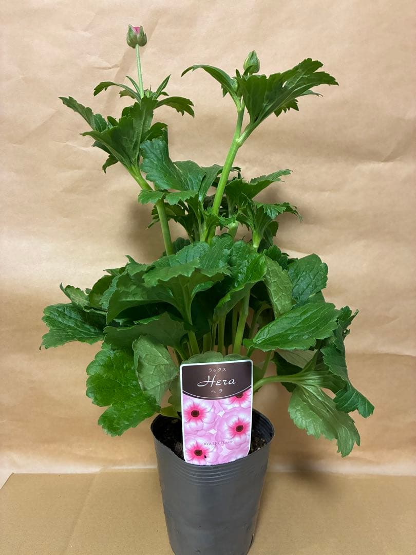 ラナンキュラスラックス　新品種ペネロペ　ハデス　アイオリア　グレーシス　ヘラ
