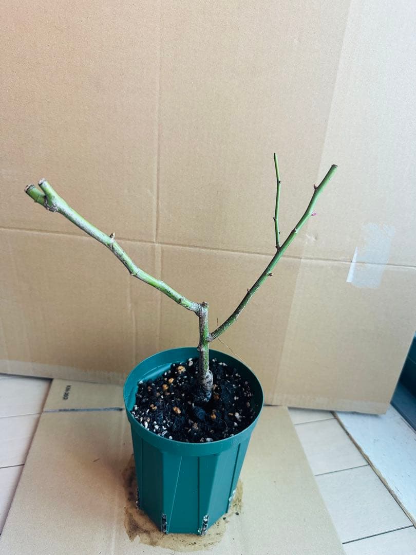 花切品種苗　バラ苗　レアバラ