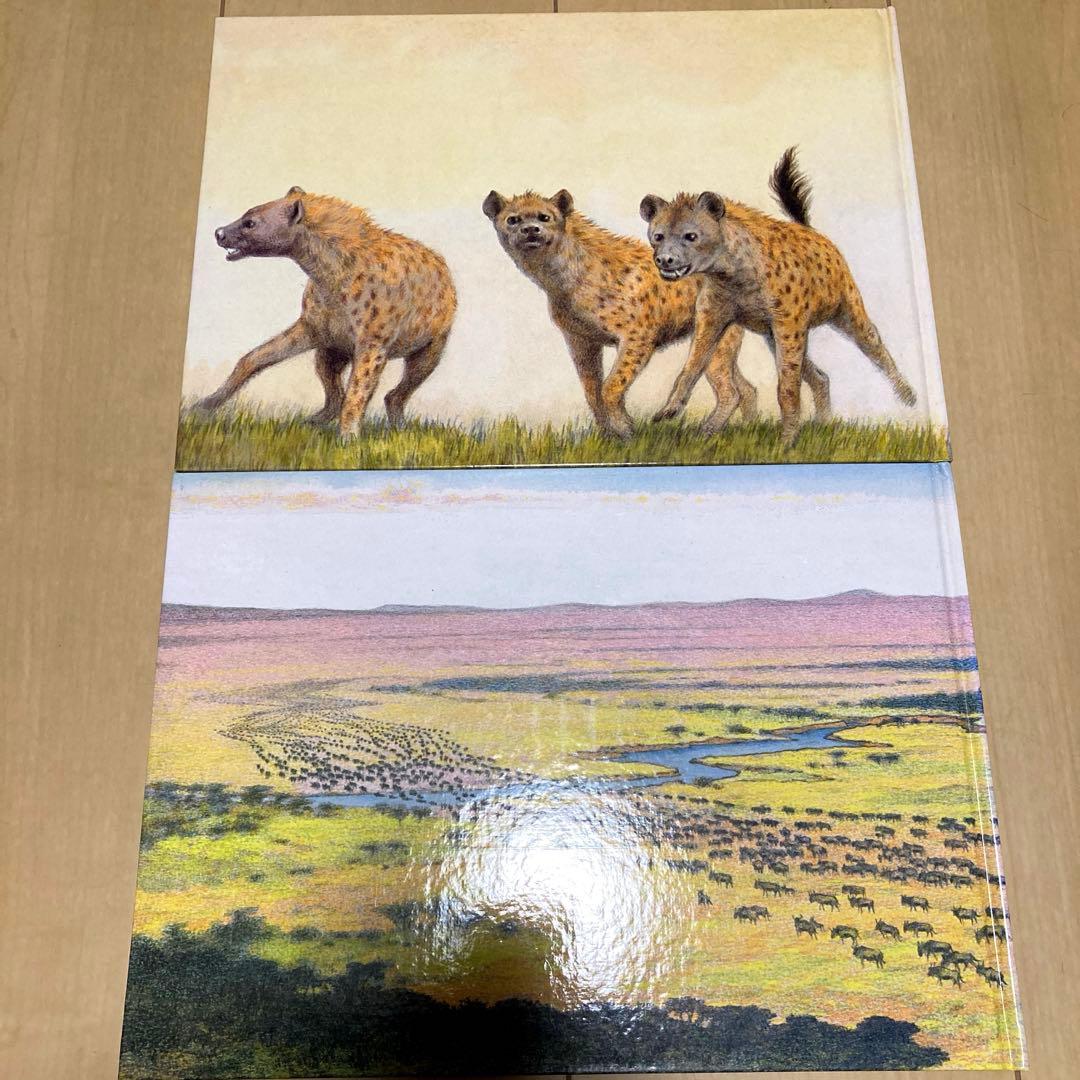 絵本まとめ売り　吉田遠志作　動物絵本シリーズ　アフリカ　希少絵本　初版あり　美品