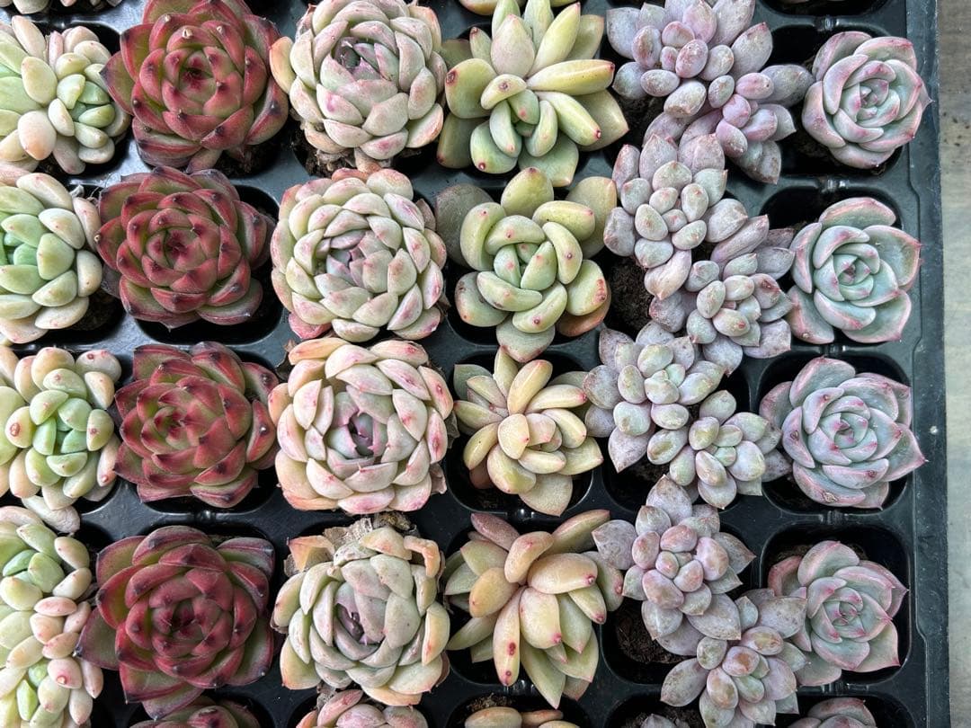 多肉植物 プラグ苗 セル苗 15種類 105個 セット ⑱ エケベリア 韓国苗