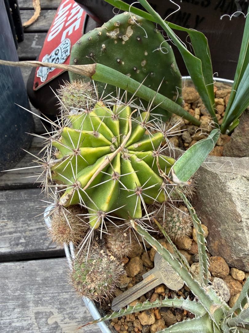 corona缶ハビタット南国セット◇ドライガーデン多肉サボテンインテリア　アガベ