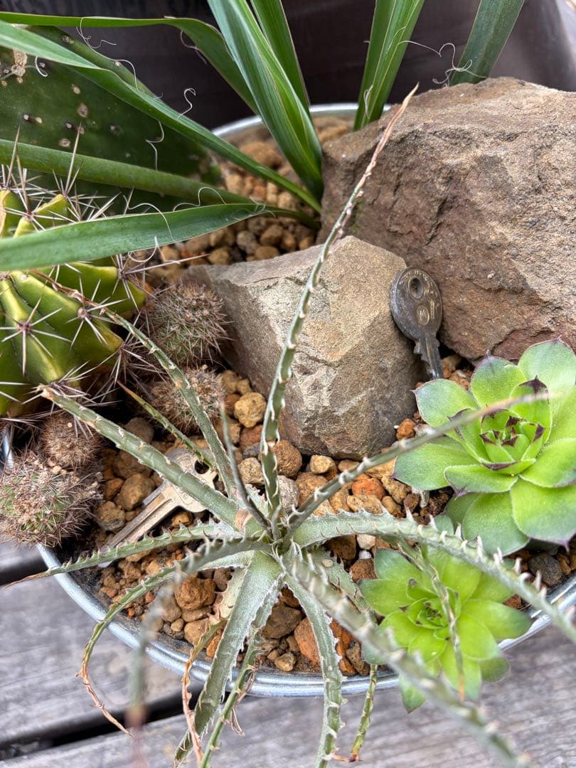 corona缶ハビタット南国セット◇ドライガーデン多肉サボテンインテリア　アガベ