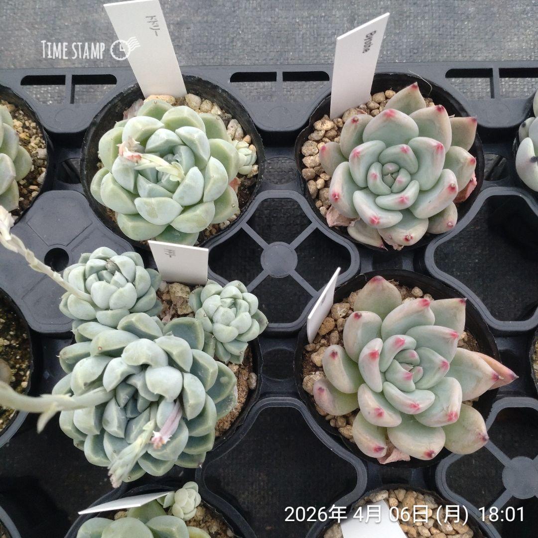 1ポット444円〜 エケベリア 6cmポット