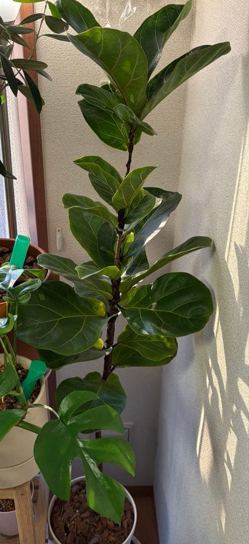 カシワバゴム　カシワバゴムの木　観葉植物