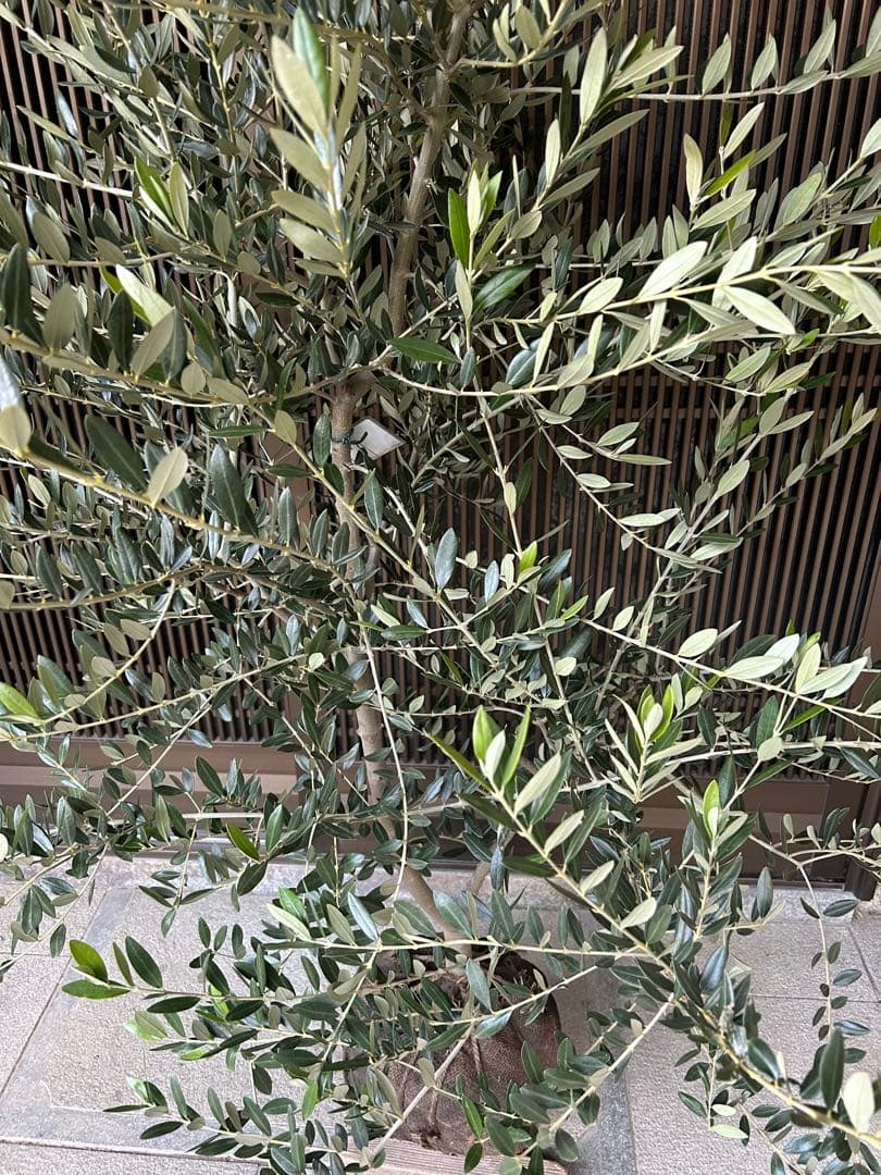 逸品　オリーブの木　レッチーノ　高さ約1.93m 鉢底　超ダイナミック樹形