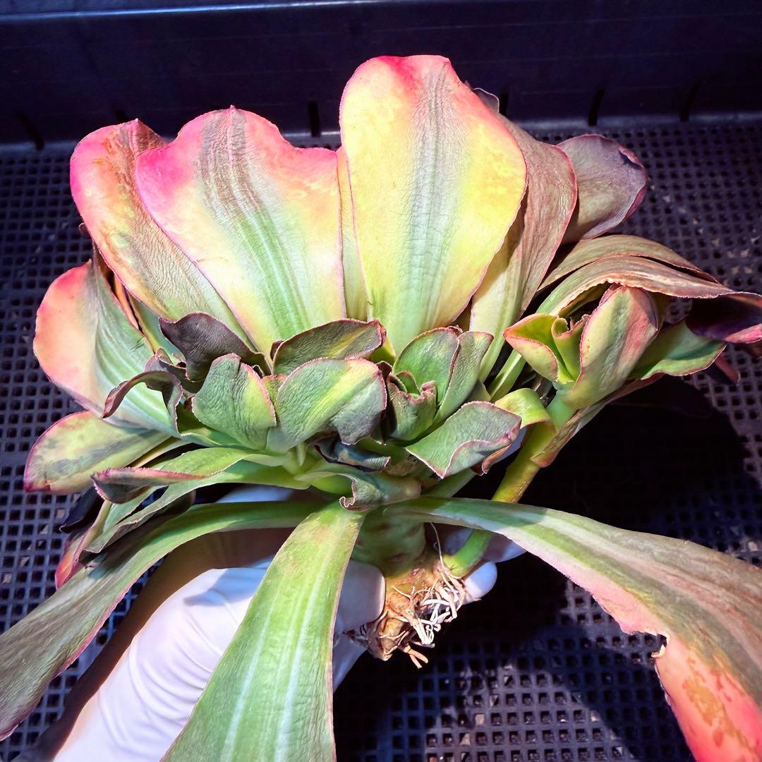 日本初上陸　超希少 新品種　魅彩神皇 錦　(群生) 法師錦　観葉植物