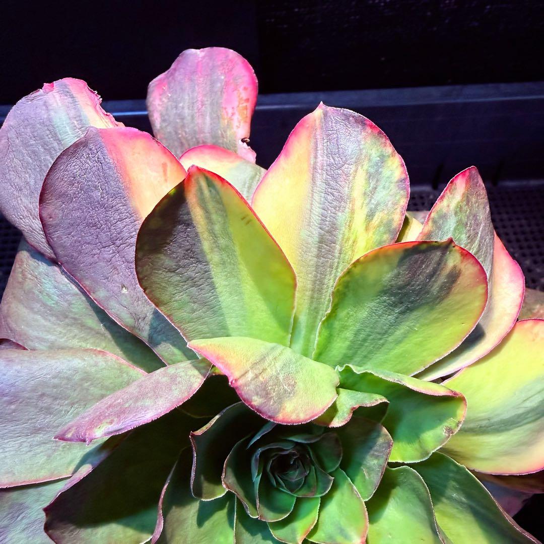 日本初上陸　超希少 新品種　魅彩神皇 錦　(群生) 法師錦　観葉植物