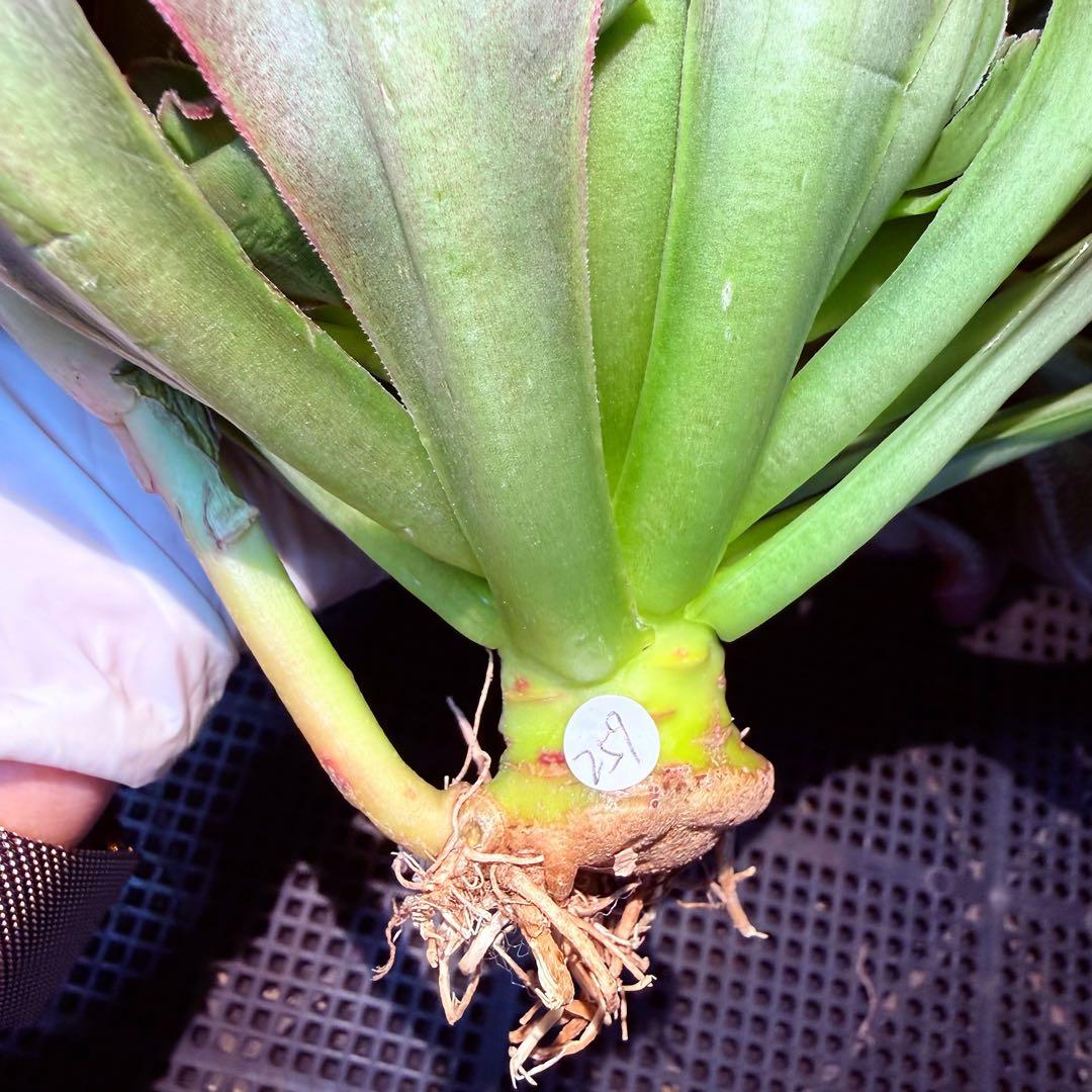 日本初上陸　超希少 新品種　魅彩神皇 錦　(群生) 法師錦　観葉植物