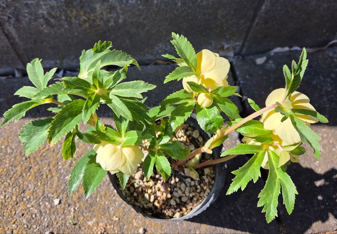 クリスマスローズ　かぐや姫