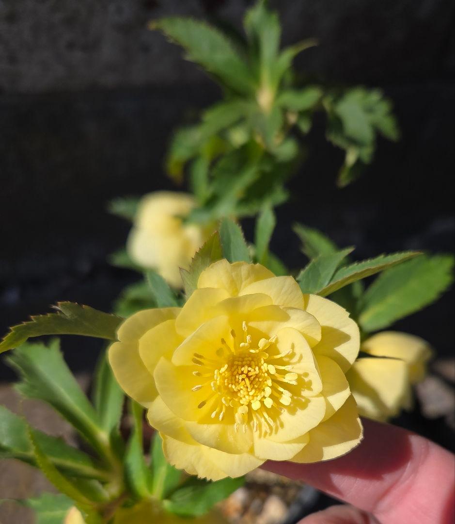 クリスマスローズ　かぐや姫