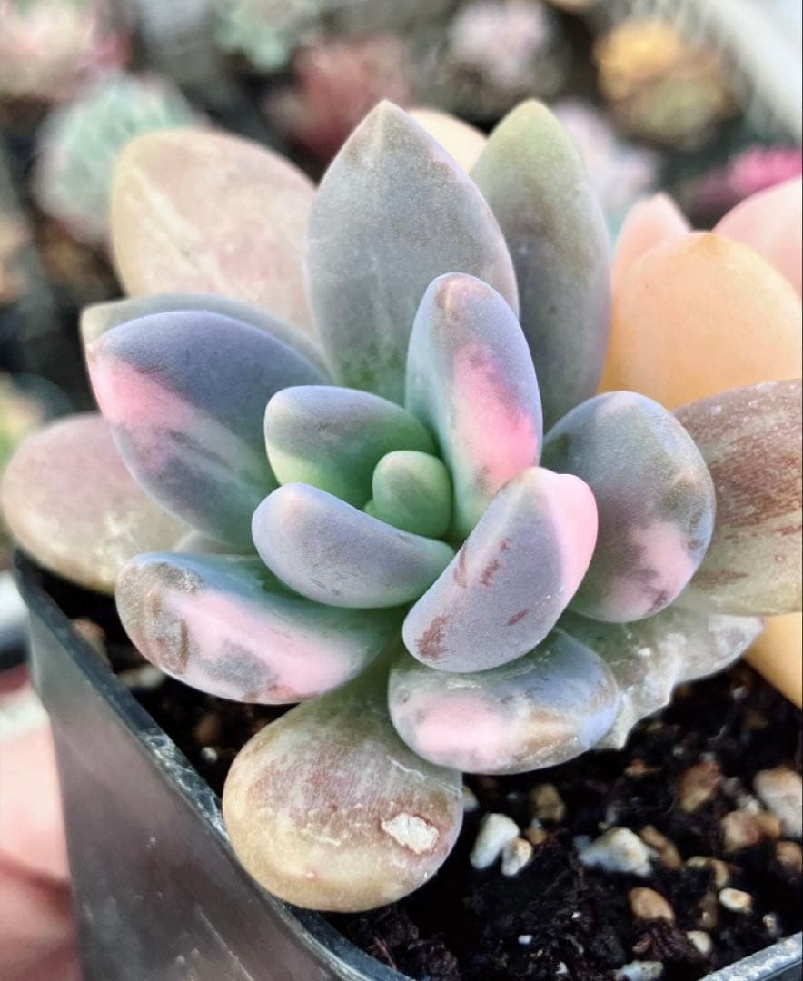 多肉植物　摘芯株　紫麗殿錦　抜き苗