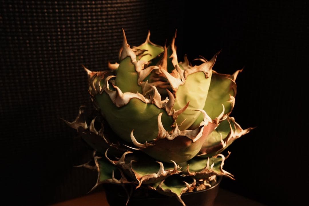 アガベ　チタノタ　オテロイ　シーザー　親株出品