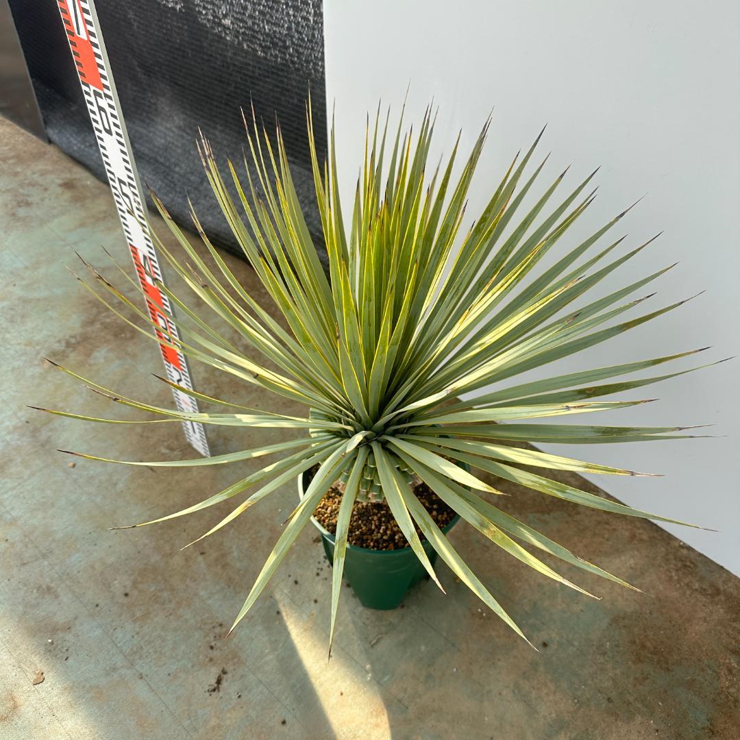 ユッカ　ロストラータ【21-423】シルバーブルー